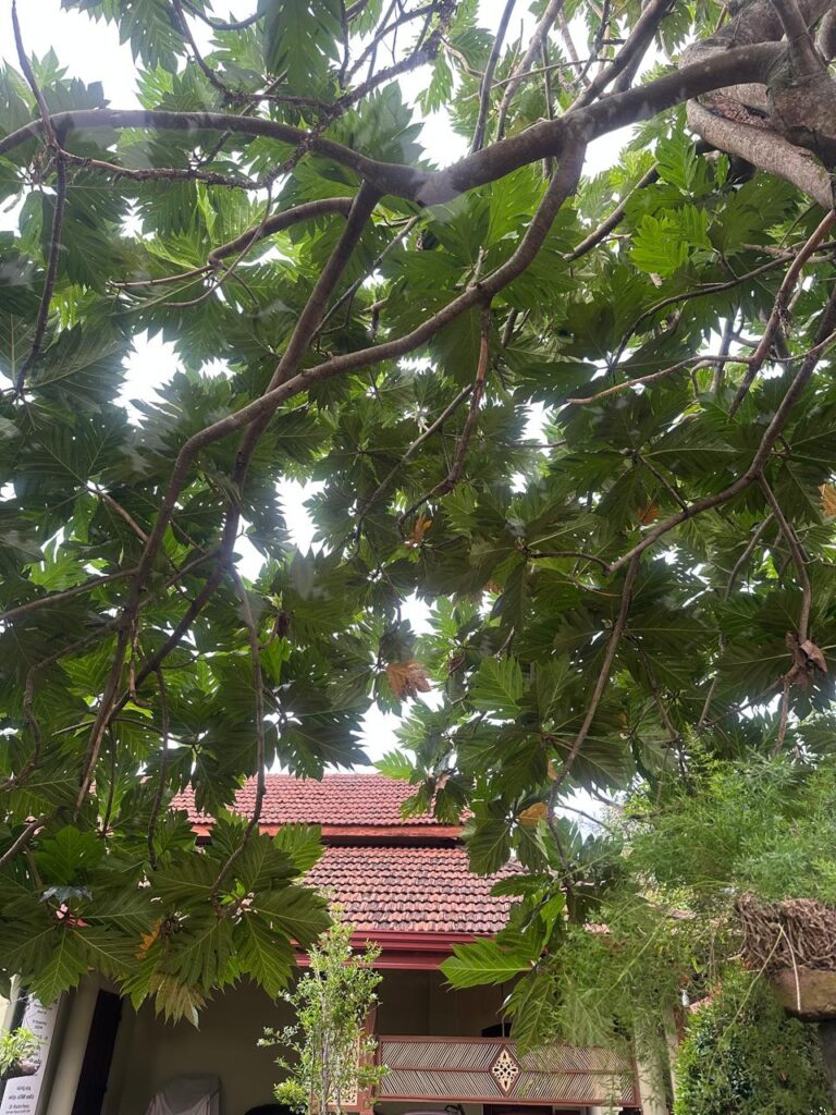 Breadfruit tree