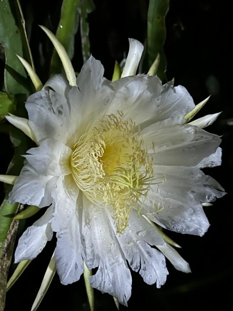 For Dragon Fruit Flowers