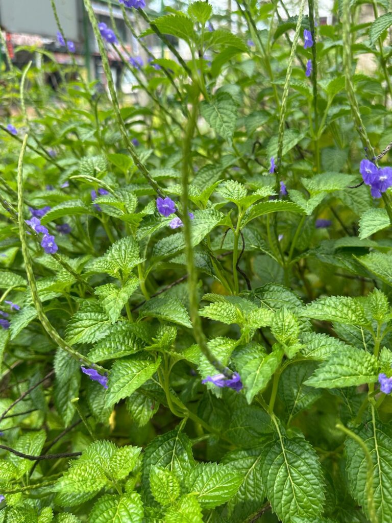 Wonderful Wildflowers