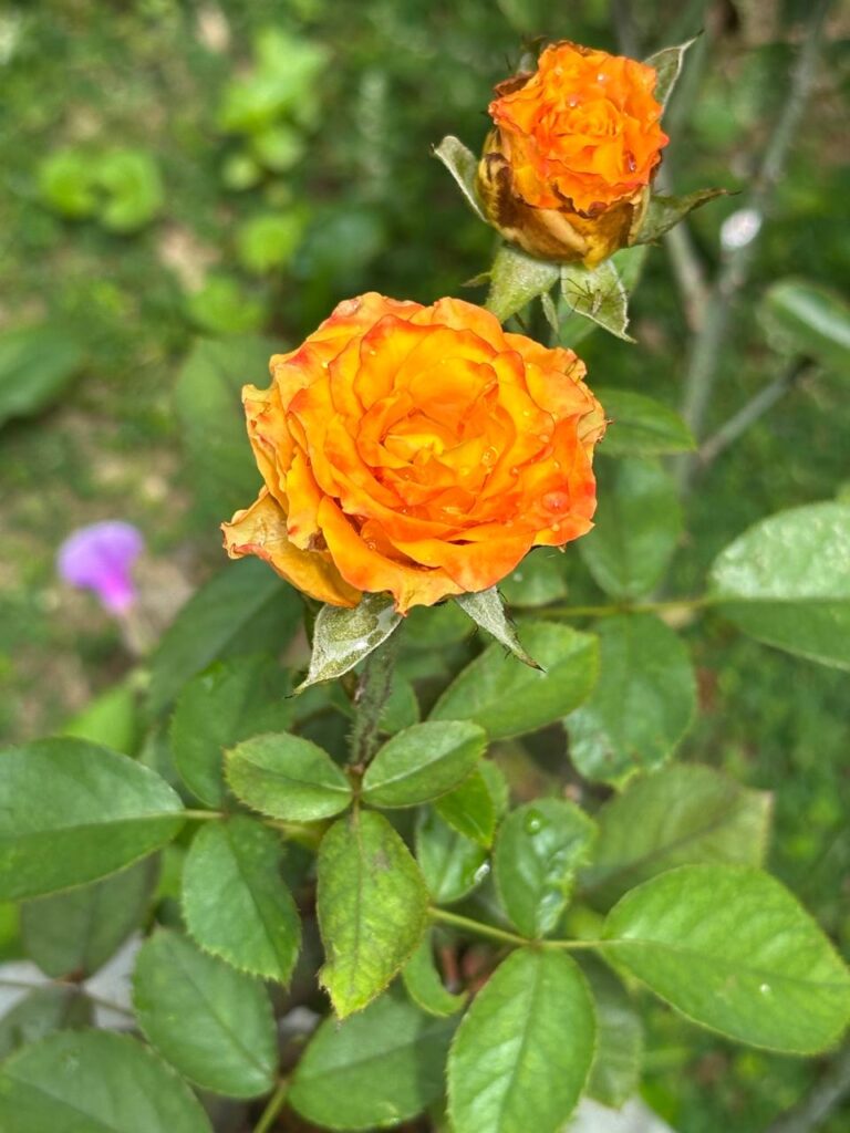 La couleur des questions