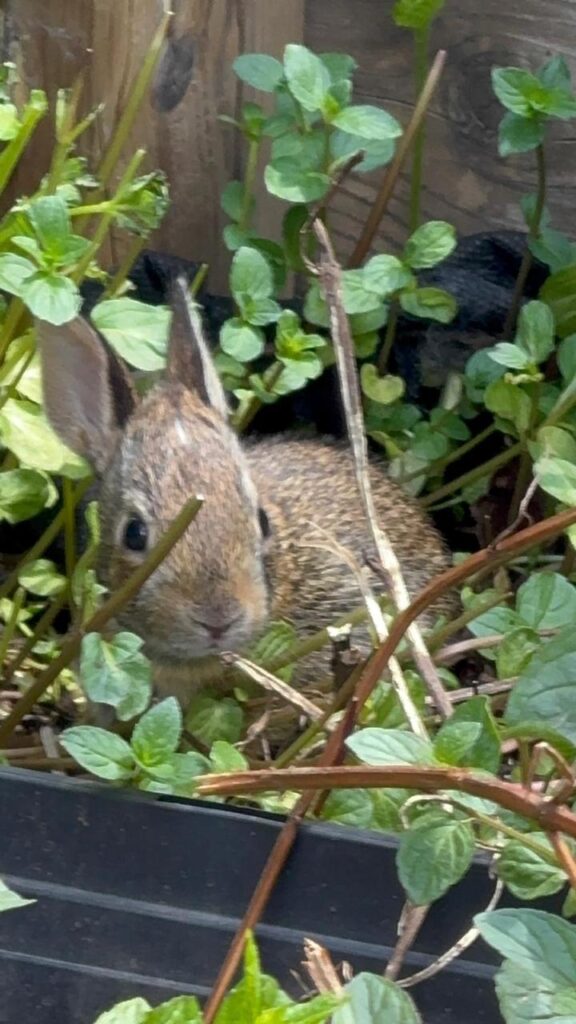 The Summer King’s Helper