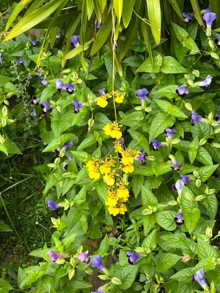 To Skeptics and Commoners