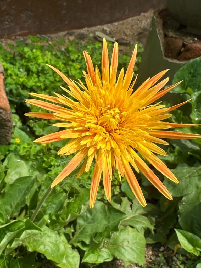 Flowers for Sun and Moon