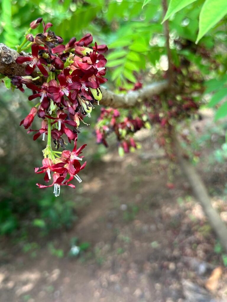 Bilimbi Blooms