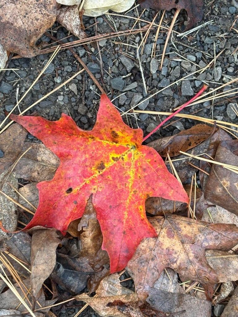 L’histoire de l’automne L’histoire que je n’ai jamais lue
